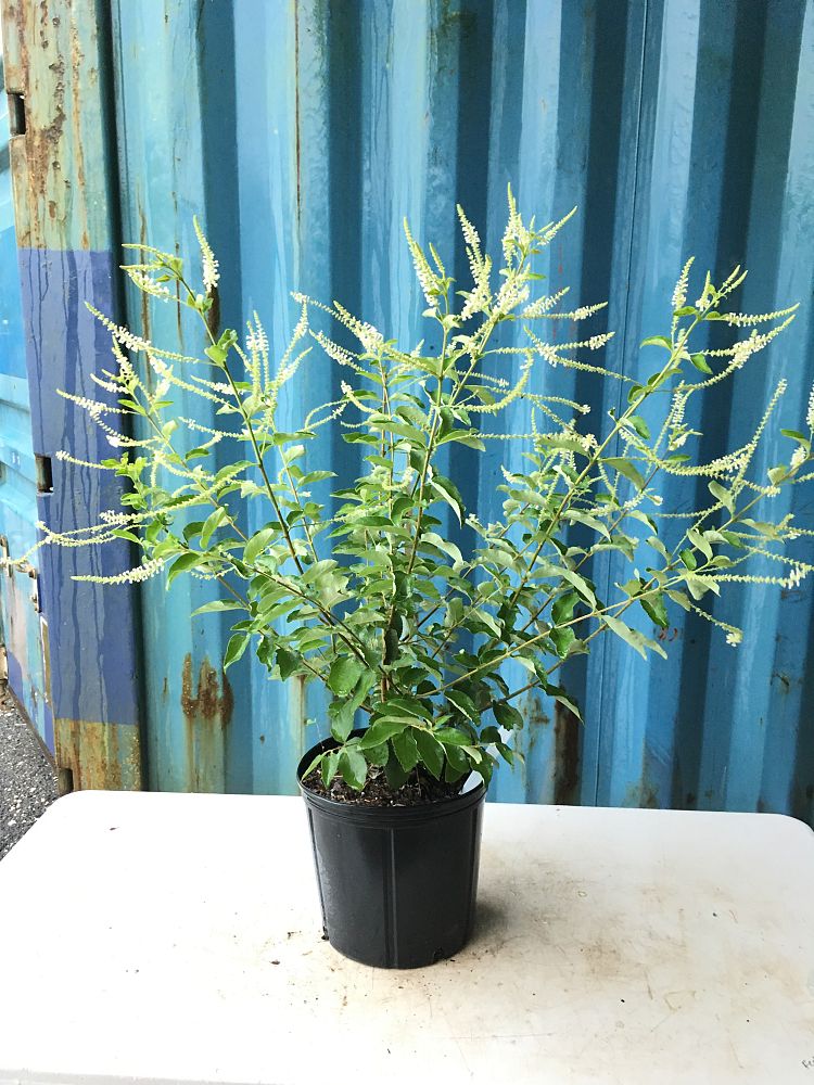 Aloysia virgata, Sweet Almond Verbena, Incense Bush, Sweet ...