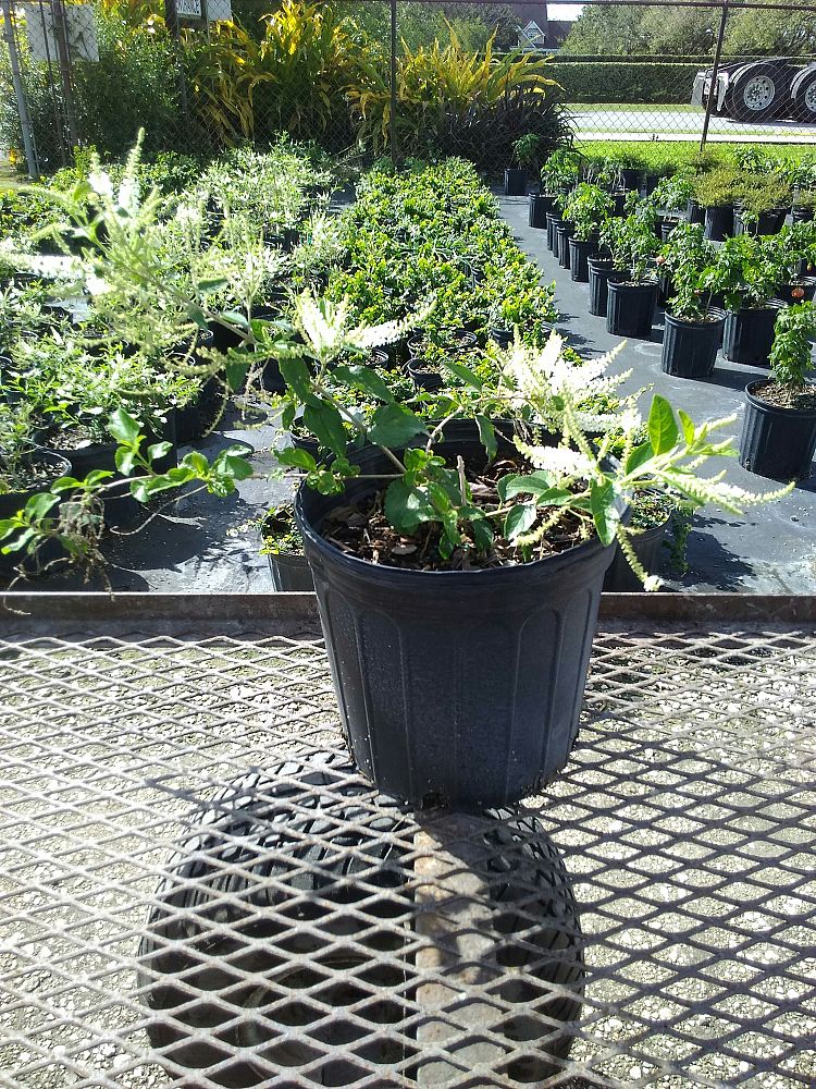 Aloysia virgata, Sweet Almond Verbena PlantVine