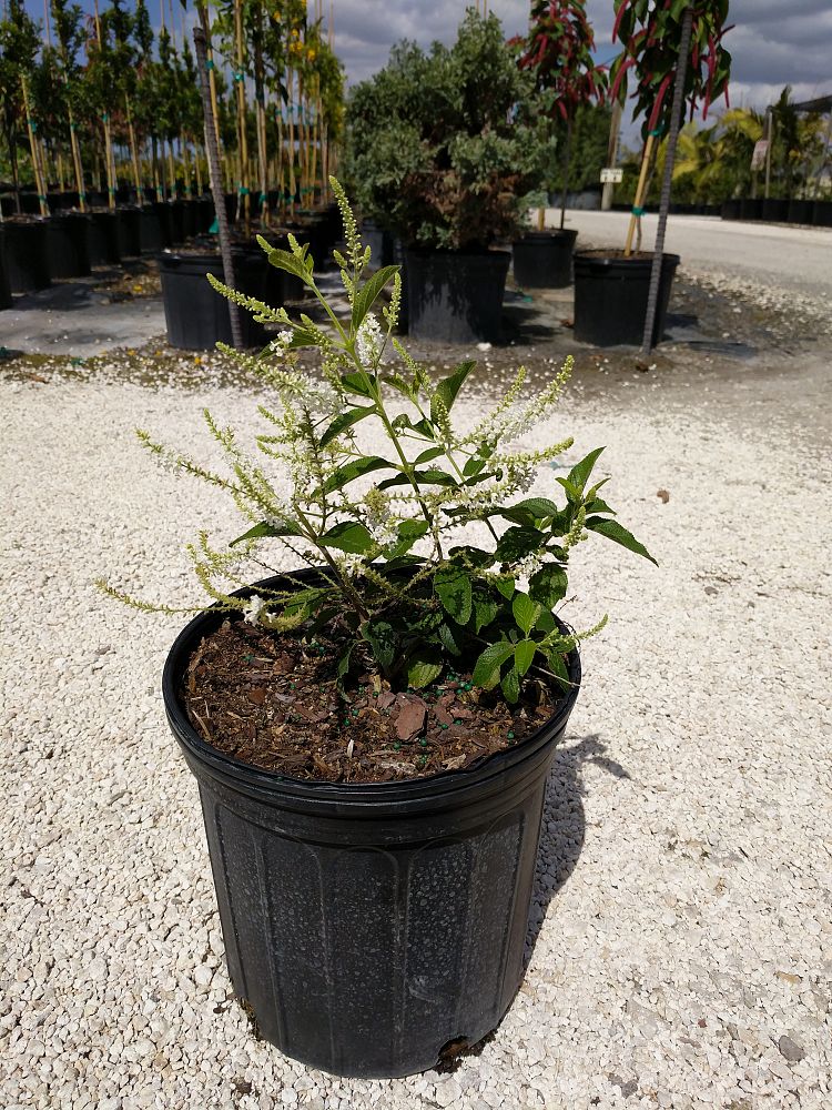 Aloysia virgata, Sweet Almond Verbena PlantVine