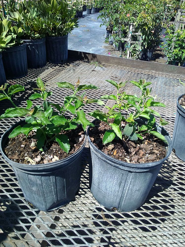 Aloysia virgata, Sweet Almond Verbena PlantVine