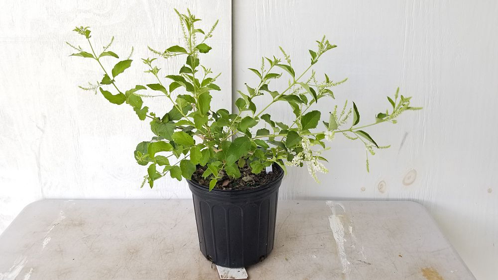 Aloysia virgata, Sweet Almond Verbena, Incense Bush, Sweet Almond Bush