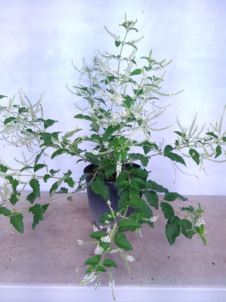 Buy Aloysia virgata, Sweet Almond Verbena, Incense Bush, Sweet Almond