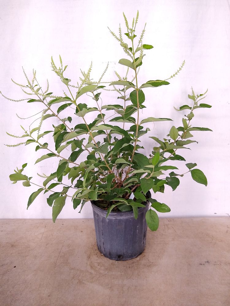 Buy Aloysia virgata, Sweet Almond Verbena, Incense Bush, Sweet Almond