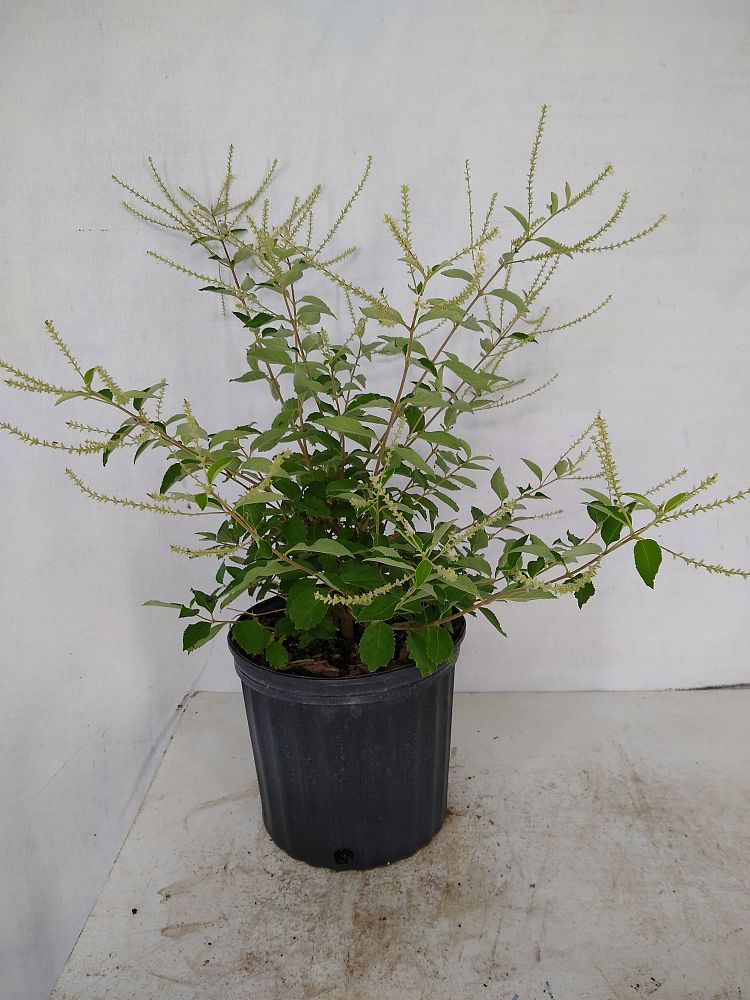 Buy Aloysia virgata, Sweet Almond Verbena, Incense Bush, Sweet Almond
