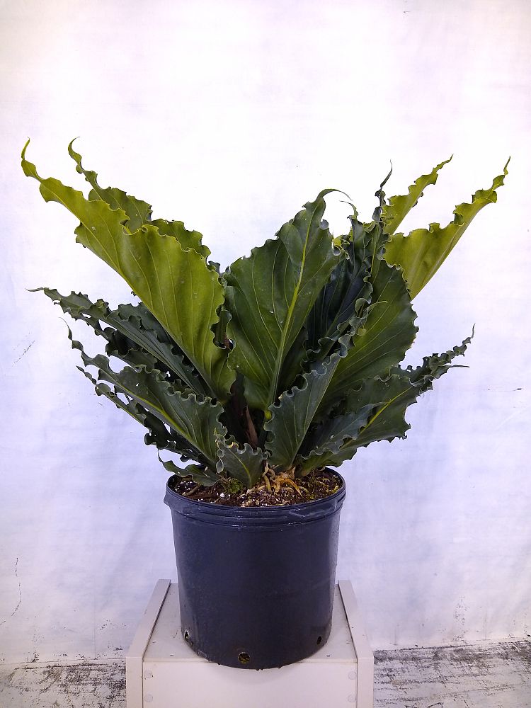 Buy Anthurium hookeri  Bird s Nest Anthurium  Anthurium  