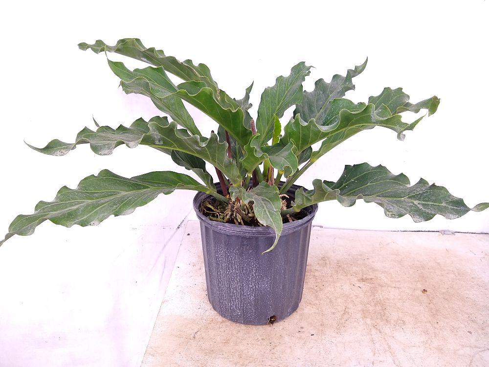 Buy Anthurium plowmanii 'Fruffles' | Free Shipping over $100