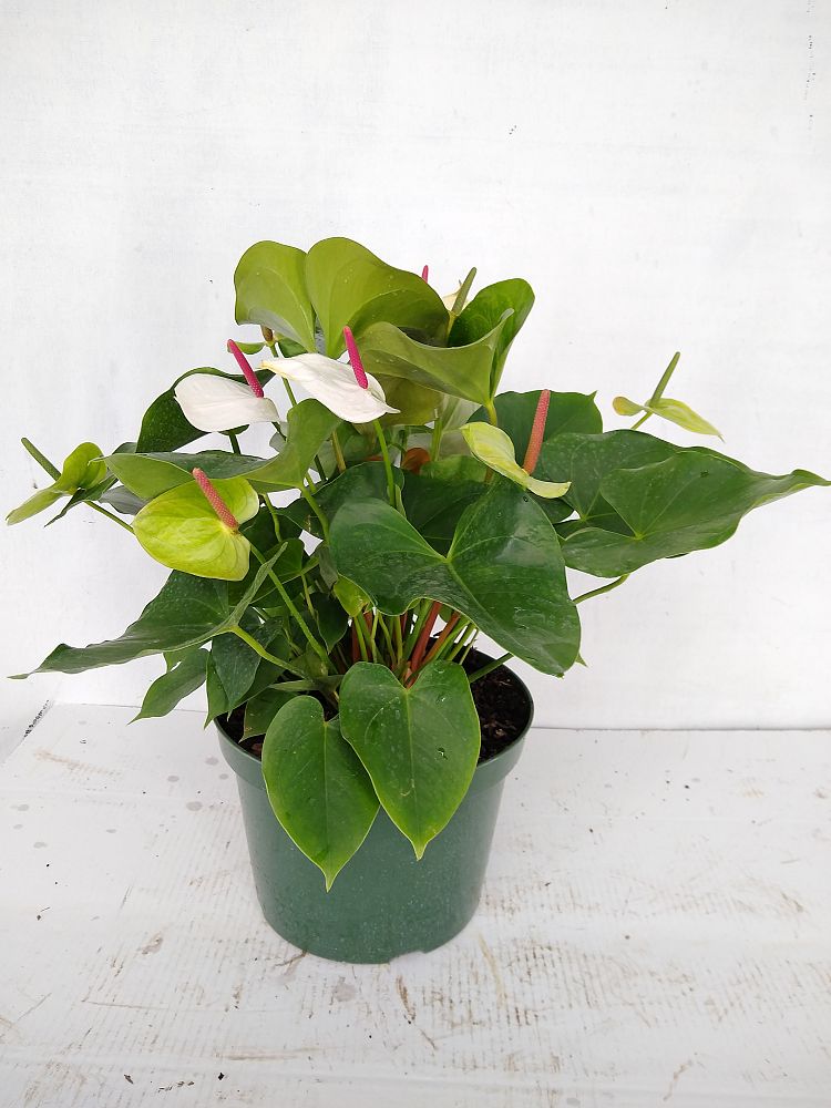 Buy Anthurium &lsquo;White Heart&rsquo; | Free Shipping over $100