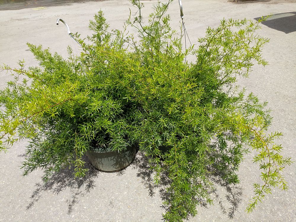 Buy Asparagus densiflorus, Sprengeri Fern, Asparagus fern Free