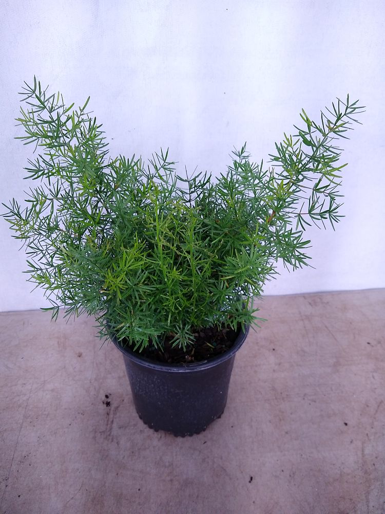 Buy Asparagus densiflorus, Sprengeri Fern, Asparagus fern Free