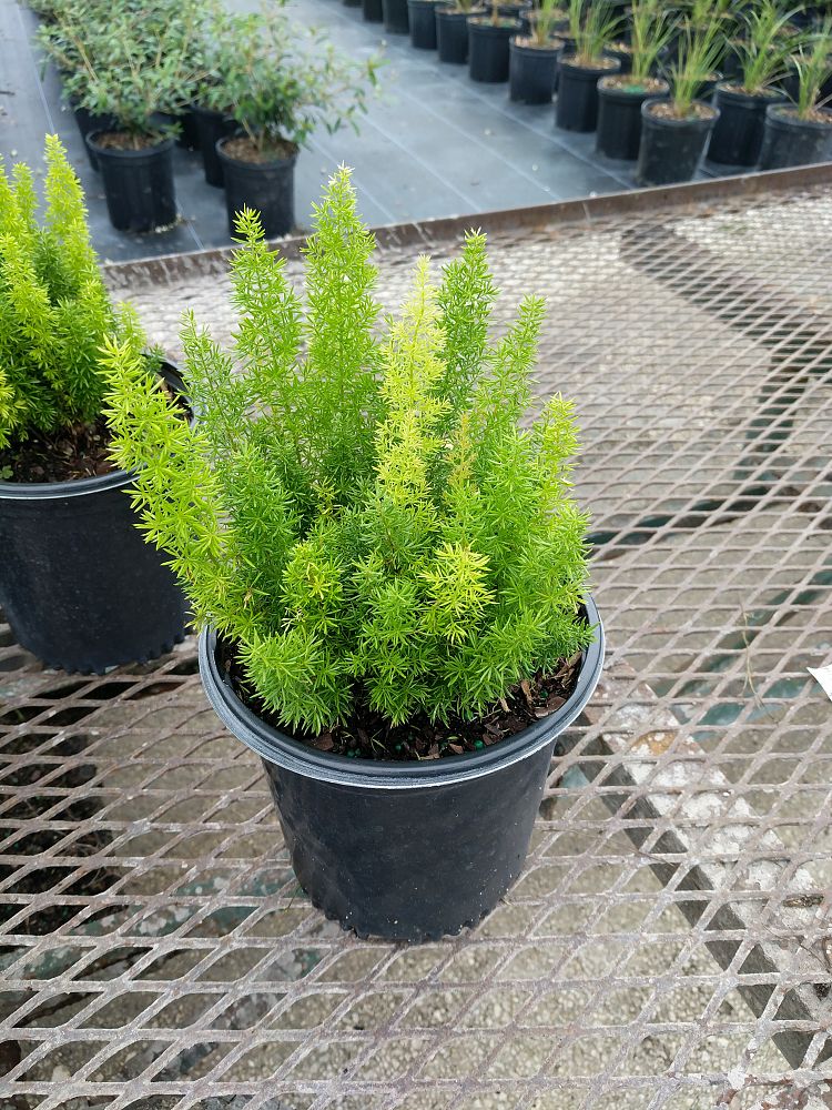 Asparagus densiflorus 'Meyerii', Foxtail Fern, Asparagus ...