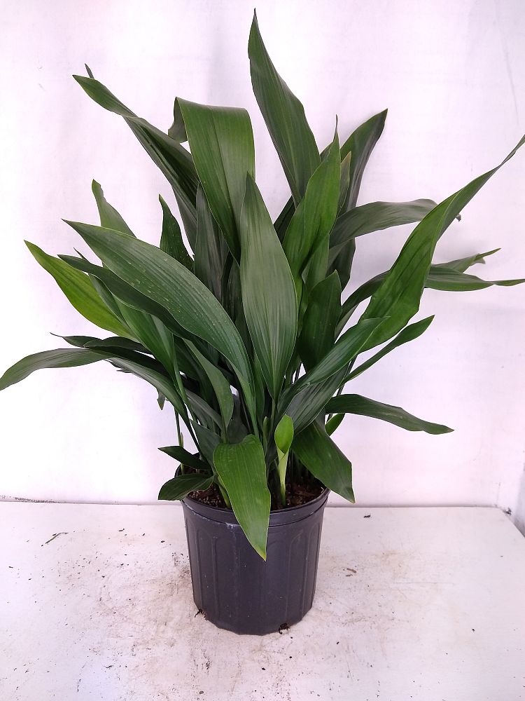 Buy Aspidistra elatior, Cast Iron Plant Free Shipping