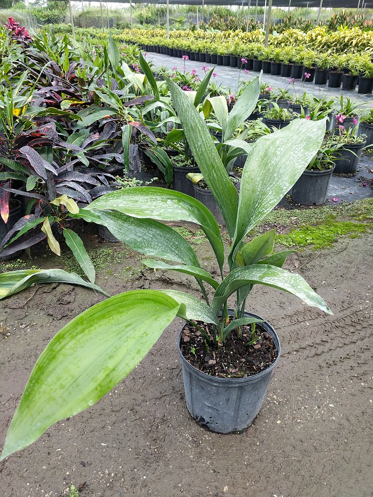 Aspidistra elatior, Cast Iron Plant | PlantVine