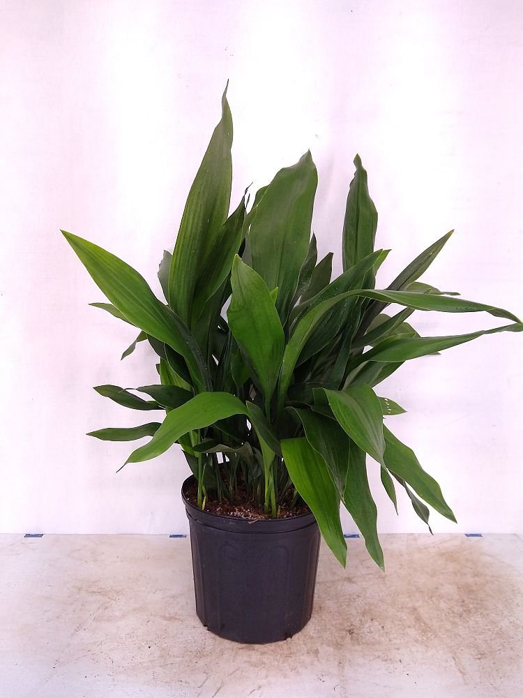 Buy Aspidistra elatior, Cast Iron Plant Free Shipping