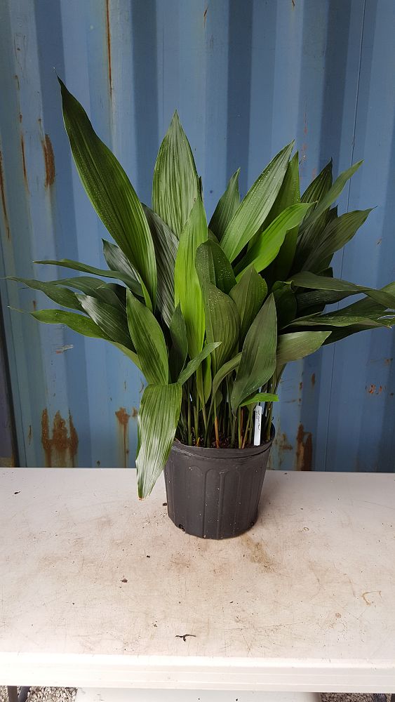 Buy Aspidistra elatior, Cast Iron Plant | Free Shipping over $100