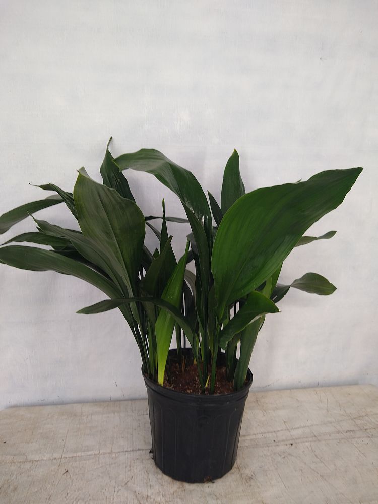 Buy Aspidistra elatior, Cast Iron Plant Free Shipping