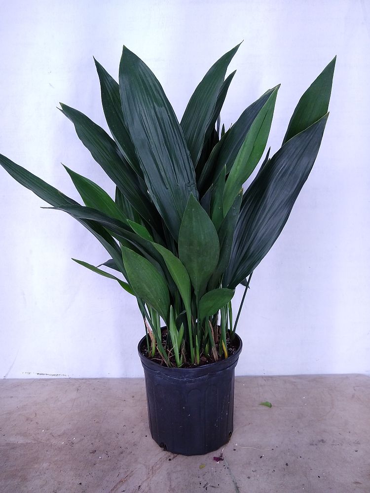 Buy Aspidistra elatior, Cast Iron Plant Free Shipping