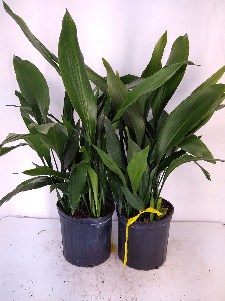 Buy Aspidistra elatior, Cast Iron Plant Free Shipping