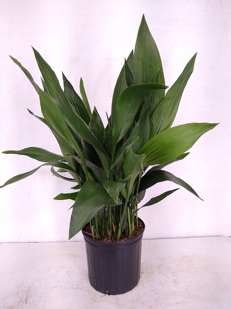 Buy Aspidistra elatior, Cast Iron Plant Free Shipping