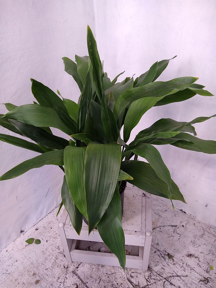 Buy Aspidistra elatior, Cast Iron Plant Free Shipping over 100