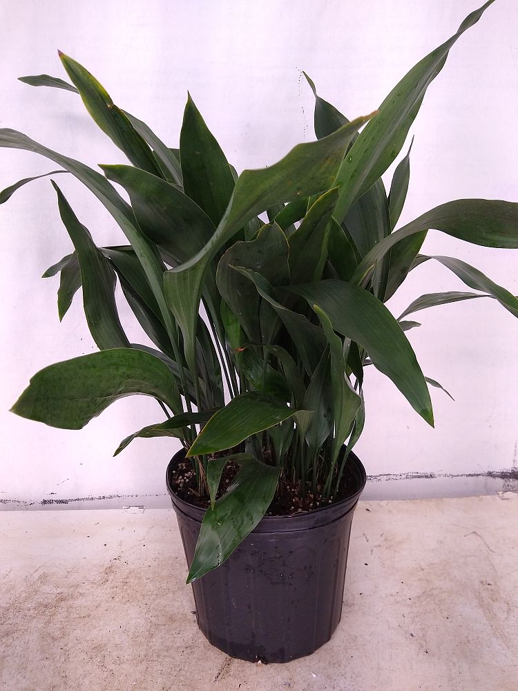 Buy Aspidistra elatior, Cast Iron Plant Free Shipping