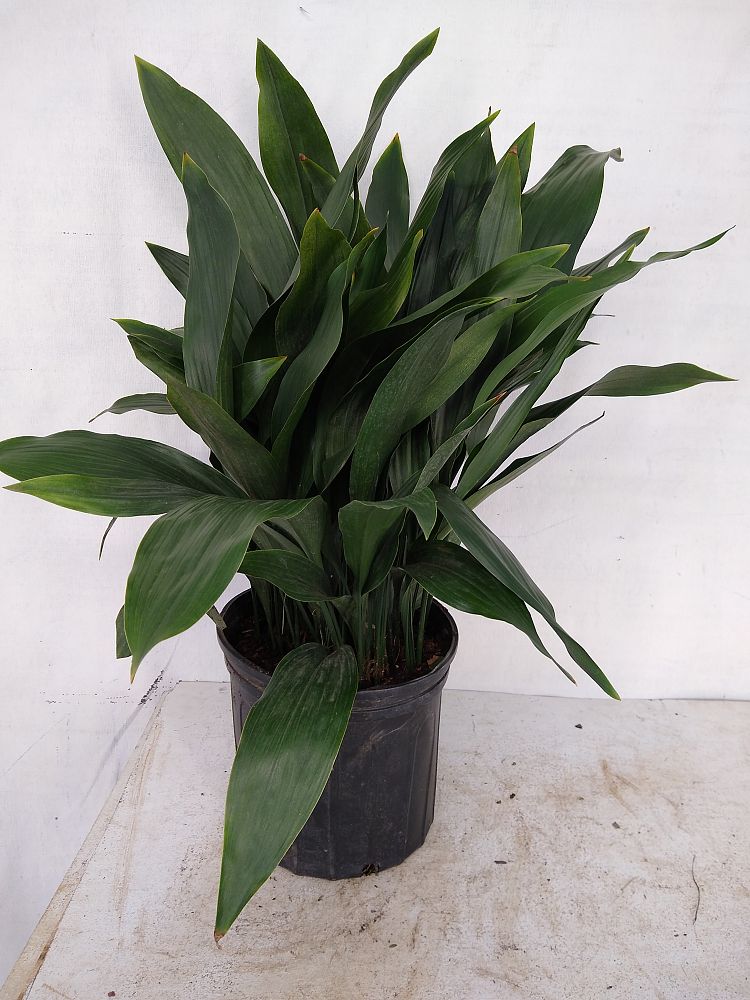 Buy Aspidistra elatior, Cast Iron Plant Free Shipping