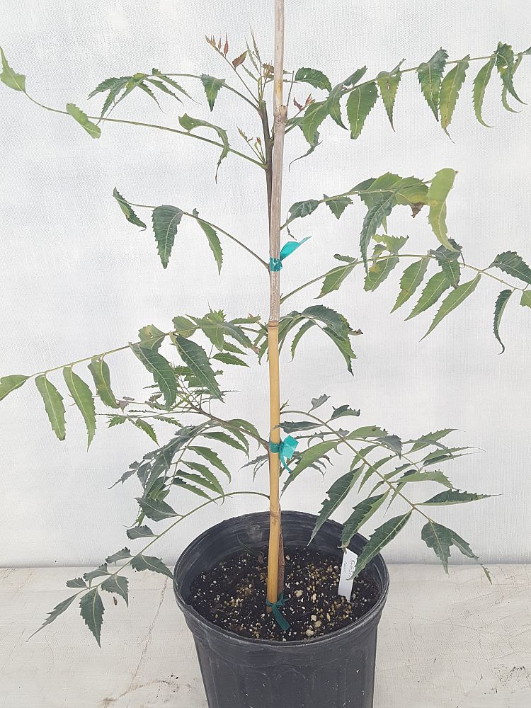 Azadirachta indica, Neem Tree, Indian Lilac | PlantVine
