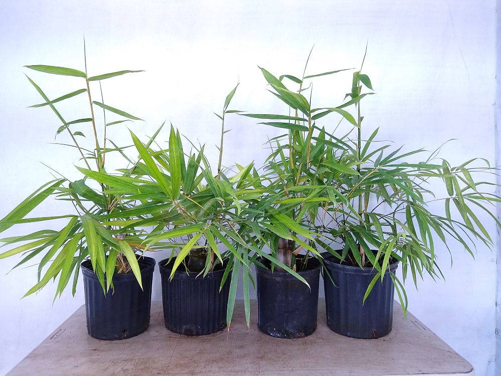 Buy Bambusa vulgaris 'Wamin', Dwarf Buddha Belly Bamboo Free Shipping