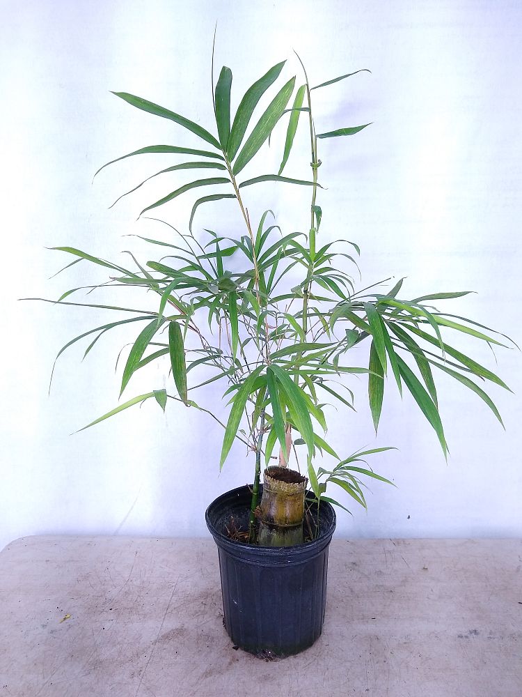 Buy Bambusa vulgaris 'Wamin', Dwarf Buddha Belly Bamboo Free Shipping