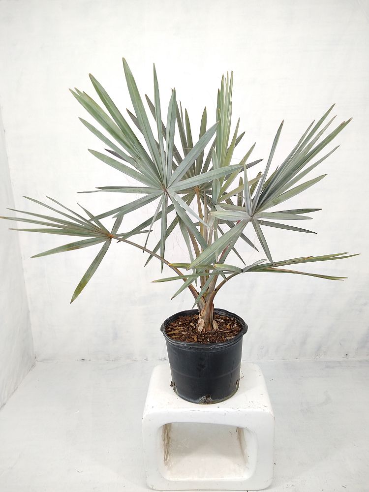 Buy Bismarckia nobilis 'Silver', Bismarck Palm Free Shipping over 100