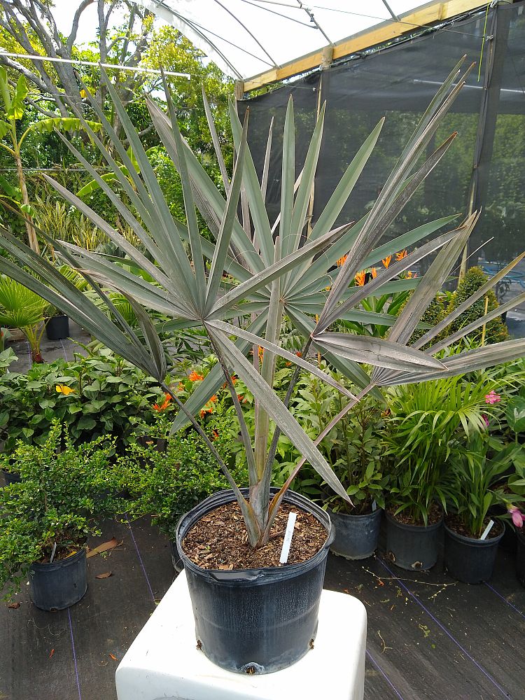 Buy Bismarckia nobilis 'Silver', Bismarck Palm Free Shipping over 100