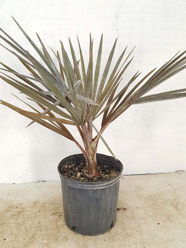 Buy Bismarckia nobilis 'Silver', Bismarck Palm Free Shipping over 100