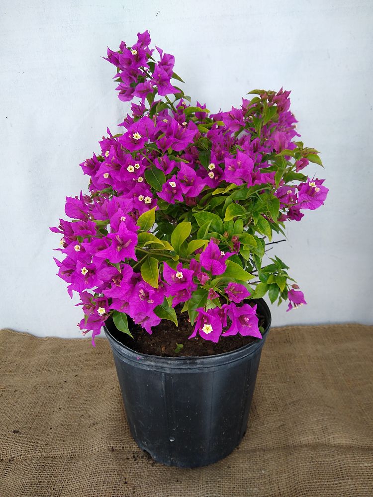Buy Bougainvillea ‘New River’, Purple Bougainvillea | Free Shipping