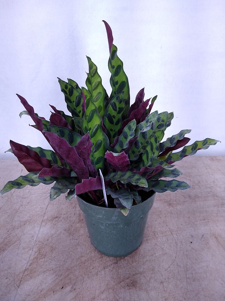 Buy Calathea lancifolia-Rattlesnake Plant | Free Shipping ...