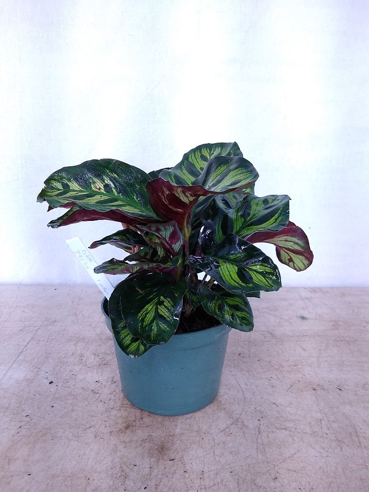 Buy Calathea lancifolia-Rattlesnake Plant | Free Shipping over $100