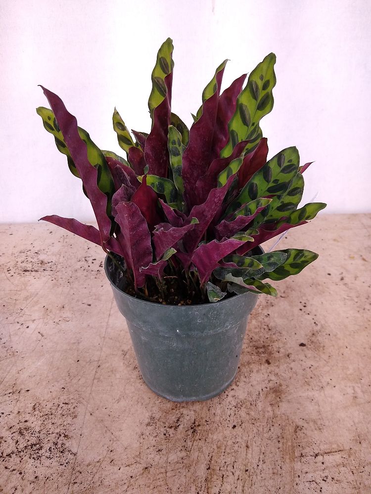 Buy Calathea lancifolia-Rattlesnake Plant | Free Shipping over $100