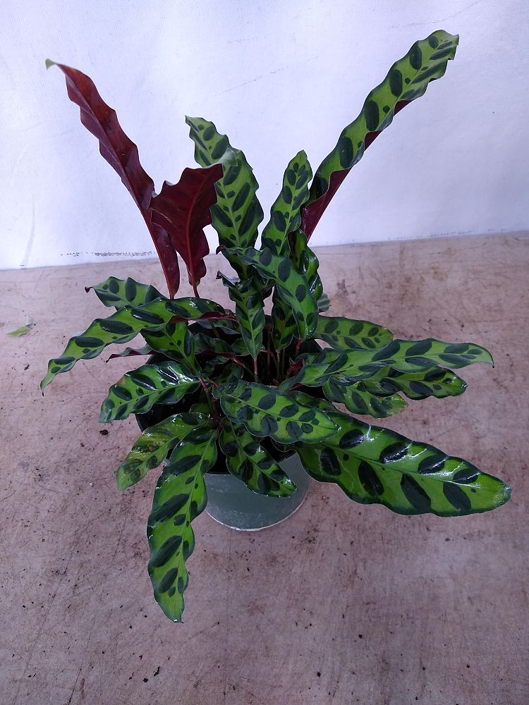 Buy Calathea lancifolia-Rattlesnake Plant | Free Shipping over $100