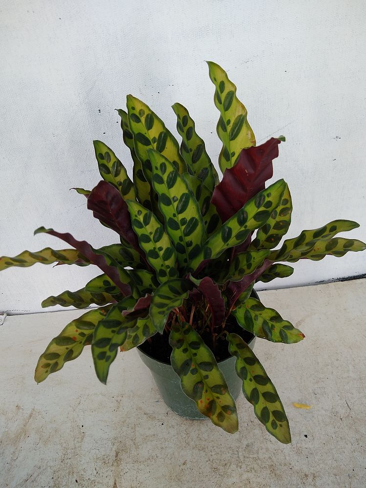 Buy Calathea lancifolia-Rattlesnake Plant | Free Shipping over $100