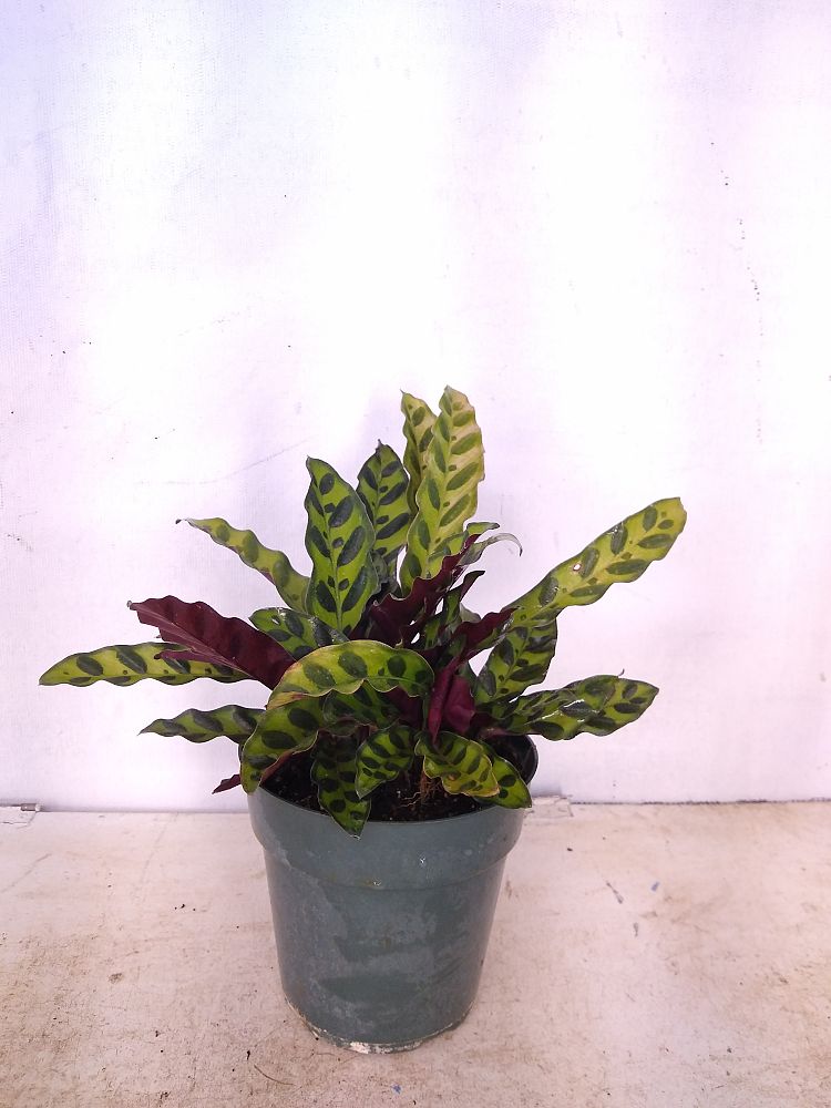 Buy Calathea lancifolia-Rattlesnake Plant | Free Shipping over $100