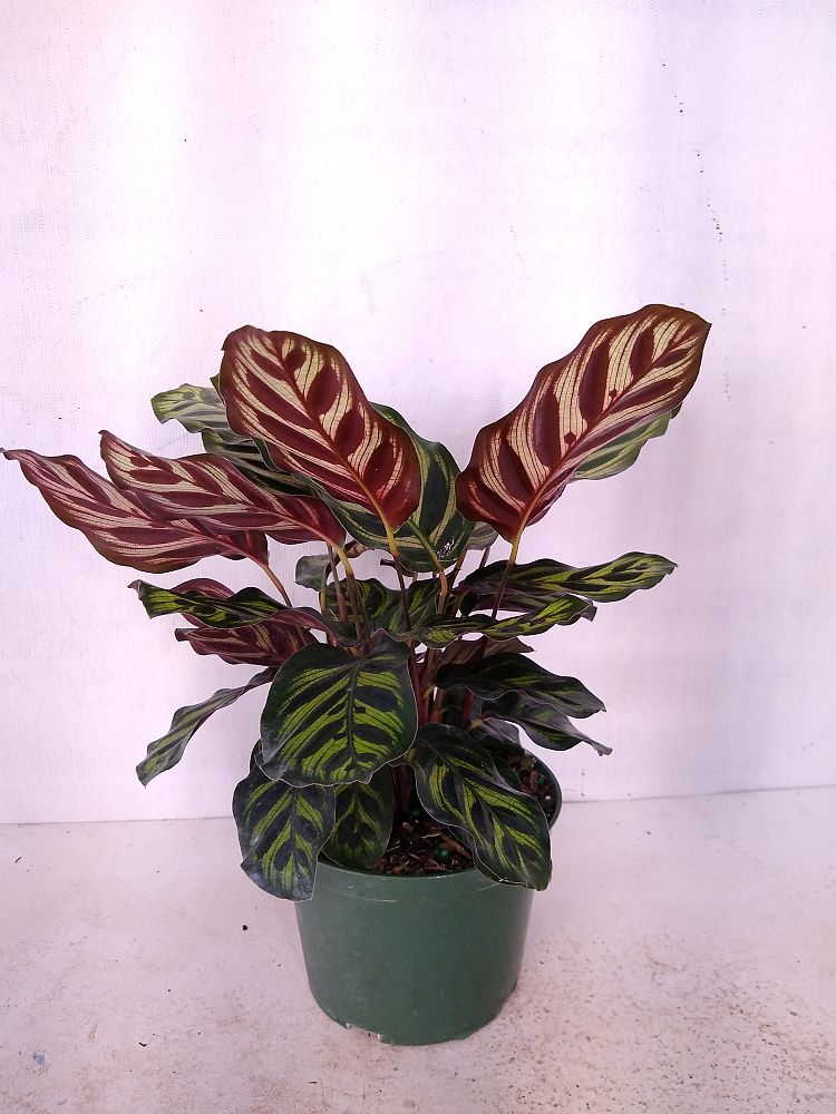 Buy Calathea makoyana, Peacock Plant | Free Shipping over $100