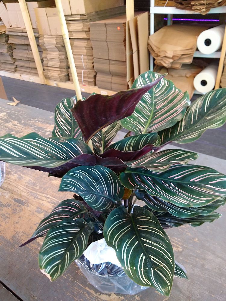 Buy Calathea ornata, Pinstripe Prayer Plant | Free Shipping over $100