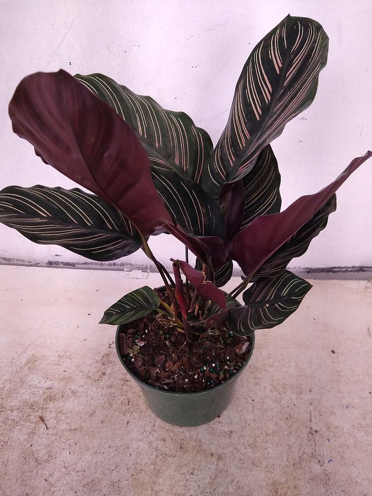 Buy Calathea ornata, Pinstripe Prayer Plant | Free Shipping over $100