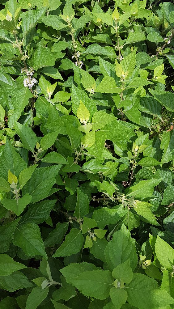 Buy Callicarpa americana, American Beautyberry | Free ...