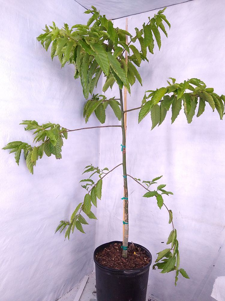 Buy Cananga odorata, Ylangylang Tree Free Shipping over 100