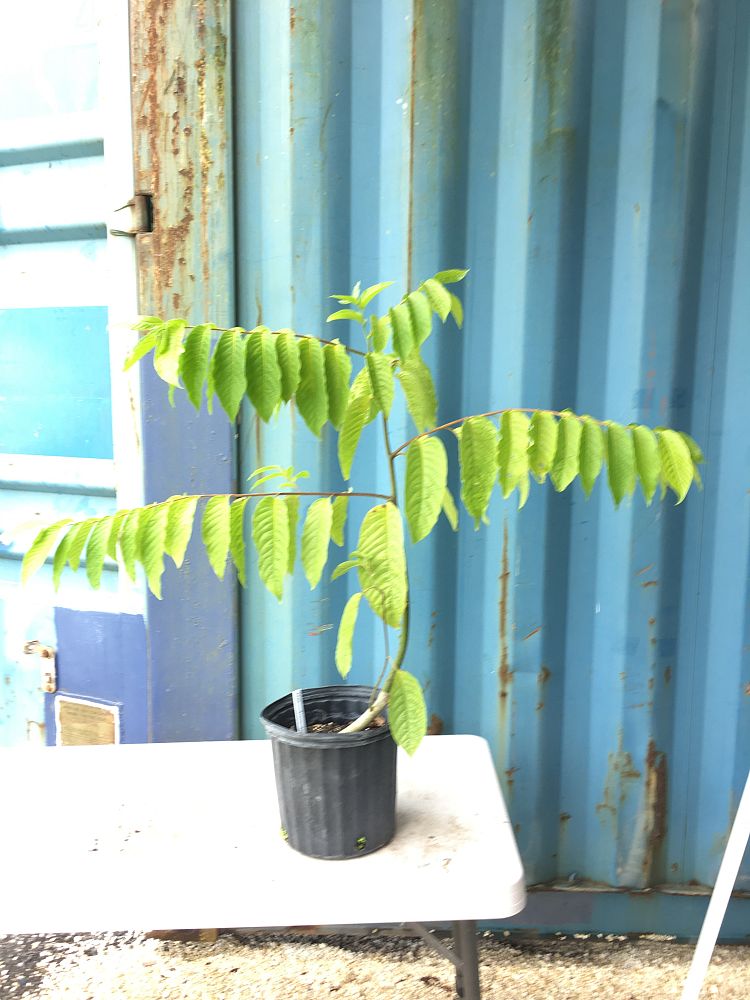 Buy Cananga odorata, Ylangylang Tree Free Shipping over 100