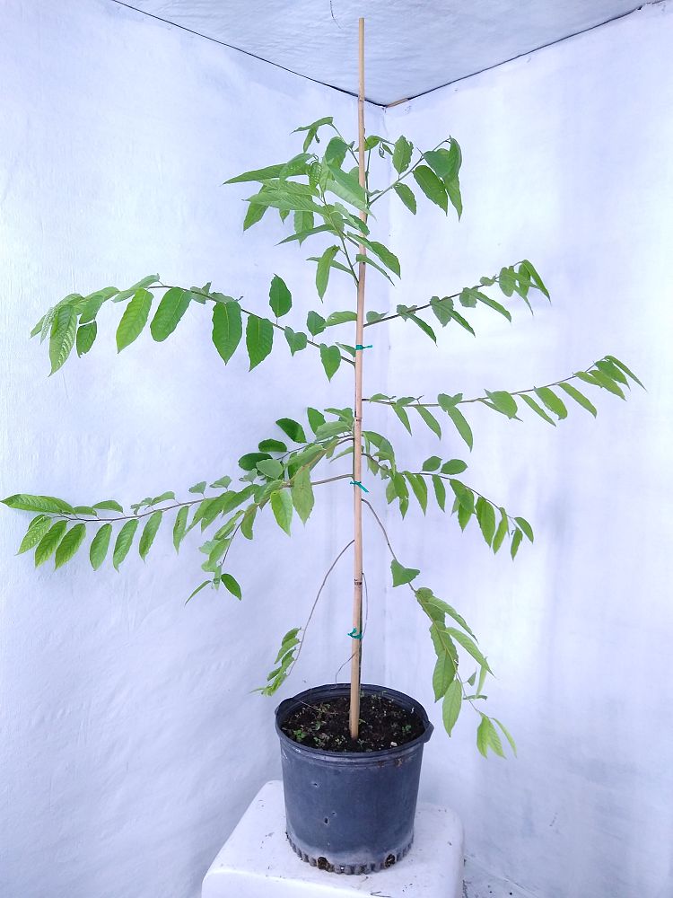 Buy Cananga odorata, Ylangylang Tree Free Shipping over 100