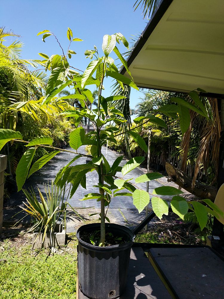 Cananga odorata, Ylangylang Tree PlantVine