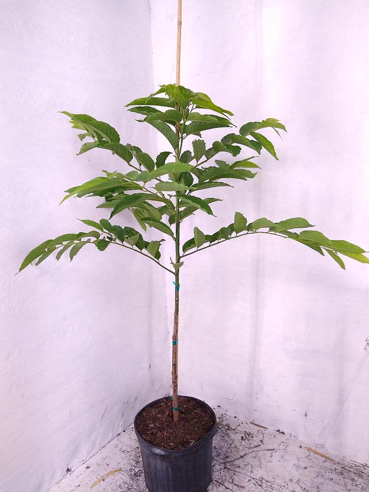 Buy Cananga odorata, Ylangylang Tree Free Shipping over 100