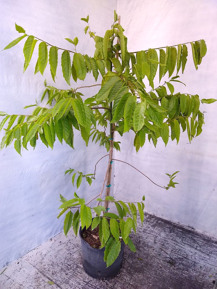 Buy Cananga odorata, Ylangylang Tree Free Shipping over 100