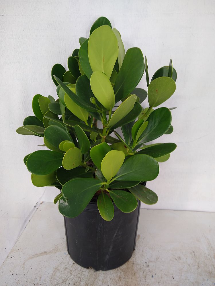 Buy Clusia guttifera, Small Leaf Clusia | Free Shipping over $100