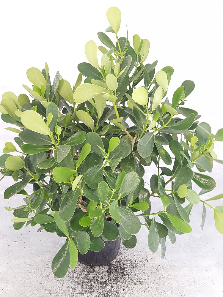 Buy Clusia guttifera, Small Leaf Clusia Free Shipping over 100